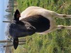 Mooie Dorper ram te koop , 5 maanden oud.shaap, Dieren en Toebehoren, Overige Dieren, Juli, Mannelijk