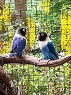 Dwergpapegaaitjes, Dieren en Toebehoren, Vogels | Parkieten en Papegaaien