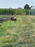 Baggerbonte en zwartbles te koop, Dieren en Toebehoren, Vrouwelijk, Schaap, 0 tot 2 jaar