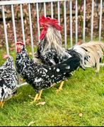 Poulet Leghorn, Animaux & Accessoires, Poule ou poulet