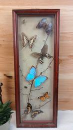Taxidermie - Kader opgezette vlinders, Ophalen of Verzenden, Gebruikt