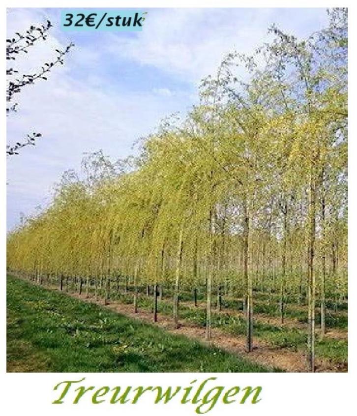 TREURWILGEN , HOOGSTAM, Stammaat 8/10cm  = 32€/stuk, Tuin en Terras, Planten | Bomen, Treurboom, 250 tot 400 cm, Lente, Ophalen