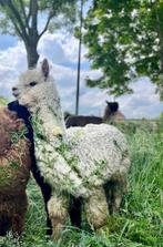 Primera: jonge en lieve alpaca merrie, Dieren en Toebehoren, Vrouwelijk, 0 tot 2 jaar