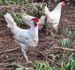 Leghorn kippen en hanen, Dieren en Toebehoren, Pluimvee
