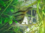 Maanvis, Dieren en Toebehoren, Vissen | Aquariumvissen, Vis, Zoetwatervis