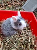 Baby Konijntjes ras leeuwenkopje, Dieren en Toebehoren, Konijnen