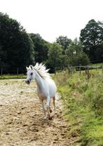 Prachtige arabische merrie van 5 jaar, Dieren en Toebehoren, Paarden, Merrie