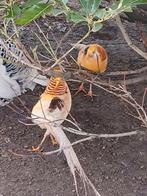 Geelgoud fazant haan, Dieren en Toebehoren, Overige soorten