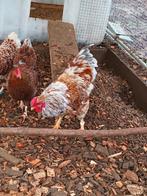 Wyandotte kriel  haan, Dieren en Toebehoren, Pluimvee, Mannelijk, Kip