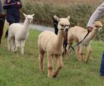 Alpaca hengstje wandeltam, Dieren en Toebehoren, Mei, Mannelijk