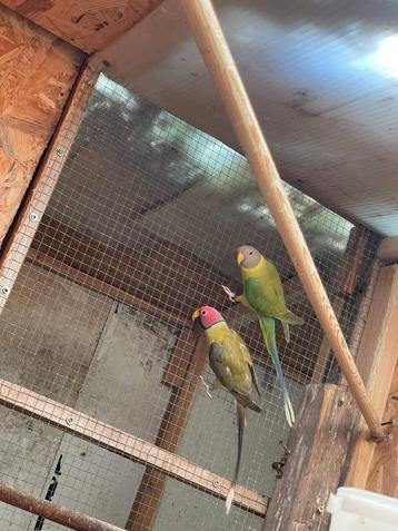 Vogel koppel te koop, Plusieurs animaux, Perroquet nain ou Inséparable