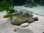 Fahaka puffer
