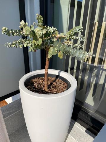 Eucalyptus op stam disponible aux enchères