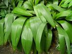 Curculigo Capitulata, Halfschaduw, Zomer, Vaste plant, Overige soorten