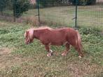 Shetlander Merries/ veulen te koop incl zadel en accessoires, Dieren en Toebehoren, Paarden, Merrie, Ontwormd, 7 tot 10 jaar