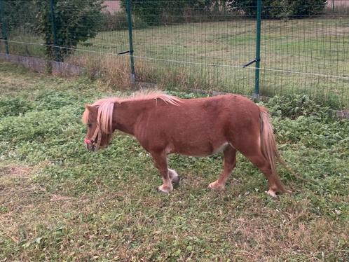 Shetlander Merries/ veulen te koop incl zadel en accessoires, Dieren en Toebehoren, Paarden, Merrie, 7 tot 10 jaar, Ontwormd, Ingeënt
