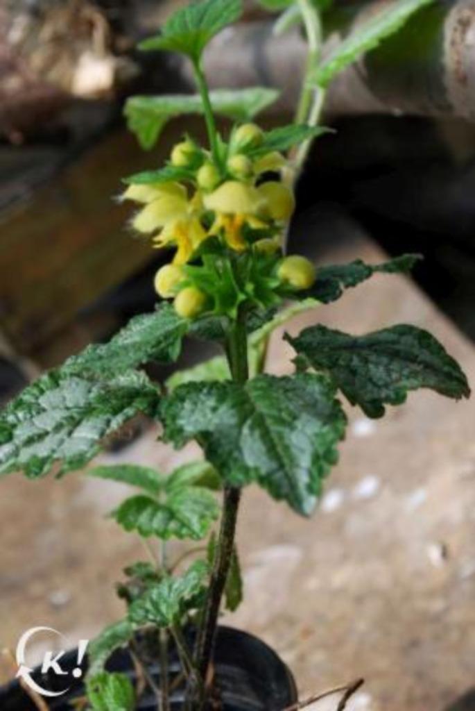 Lamiastrum galeobdolon ‘Florentinum’ - Bonte gele dovenetel, Tuin en Terras, Planten | Tuinplanten, Vaste plant, Ophalen