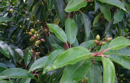 Laurier portugais Prunus lustanica 'Angustifolia', Jardin & Terrasse, Plantes | Arbustes & Haies, Haie, Laurier, Enlèvement ou Envoi