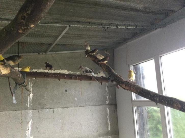 Pagode spreeuwen, duifjes, volliere vogels, Dieren en Toebehoren, Vogels | Overige Vogels