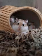 Roborovski dwerghamsters, Dieren en Toebehoren, Hamster, Mannelijk, Tam, September