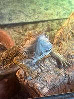 Baardaghaam, Dieren en Toebehoren