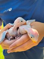 Jongen halsbandparkieten om tam te maken, Dieren en Toebehoren, Vogels | Parkieten en Papegaaien, Tam