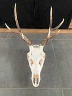 Trophee de cerf, Enlèvement, Comme neuf, Cerf