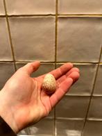 Œufs à éclore de caille huppée de Californie, Animaux & Accessoires, Volatiles