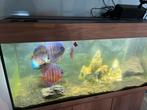Discusvissen, Dieren en Toebehoren, Vissen | Aquaria en Toebehoren, Ophalen, Zo goed als nieuw