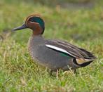 Europese wintertaling/siereend, Dieren en Toebehoren, Pluimvee, Meerdere dieren, Eend