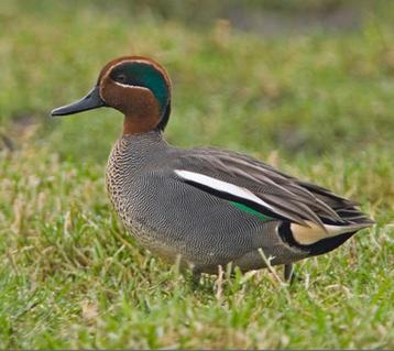 Europese wintertaling/siereend beschikbaar voor biedingen