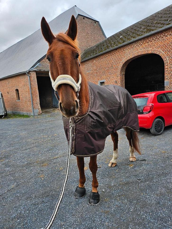 Doux Hongre, Animaux & Accessoires, Chevaux, Hongre, L, 170 à 175 cm, 7 à 10 ans, Cheval de récréation, Avec pedigree, Avec puce électronique