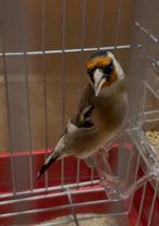 Cherche Chadonneret parva idf, Animaux & Accessoires, Oiseaux | Canaris