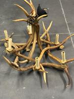 Hewei luster hertengeweien, Ophalen