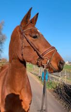 Super lieve en brave jonge merrie!!, Dieren en Toebehoren, Paarden, Merrie, 3 tot 6 jaar, Gechipt, 160 tot 165 cm