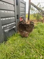 Zijdehoen frizzle haantje, Dieren en Toebehoren, Mannelijk, Kip