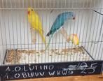 Halsband parkieten, Dieren en Toebehoren
