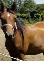 Lieve arabische merrie, als gezelschapsmaatje, wandelpaard, Dieren en Toebehoren, Paarden, Merrie