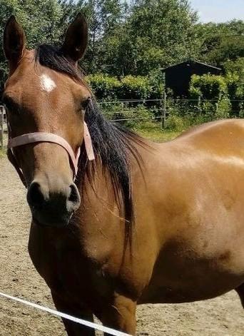 Lieve arabische merrie, als gezelschapsmaatje, wandelpaard, Dieren en Toebehoren, Paarden, Merrie