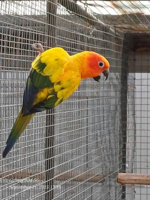 Zeer mooie zonparkiet kweekpop, Dieren en Toebehoren, Vogels | Parkieten en Papegaaien, Parkiet