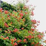 Campsis, Ophalen
