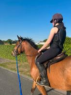 3 jarige ruin , Spring gericht, Gechipt, Ruin, Zadelmak, 3 tot 6 jaar