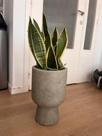 Sanseveria in Jysk bloempot, Huis en Inrichting, Kamerplanten, Ophalen