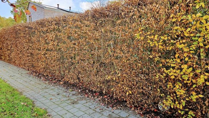 Haagbeuk 35 meter, 2 meter hoog, Tuin en Terras, Planten | Struiken en Hagen, Haag, Haagbeuk, 100 tot 250 cm, Ophalen
