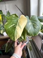 Monstera thai constellation, Ophalen of Verzenden