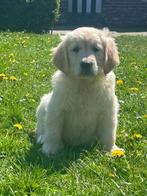 Mooie Golderrtiever pups, Dieren en Toebehoren, België, 8 tot 15 weken, Meerdere, Meerdere dieren