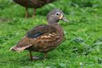 Mandarijneend zwart, Dieren en Toebehoren, Pluimvee, Meerdere dieren, Eend