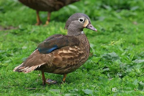 Mandarijneend zwart, Dieren en Toebehoren, Pluimvee, Eend, Meerdere dieren