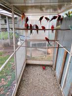 Rosellas, Dieren en Toebehoren, Vogels | Parkieten en Papegaaien