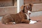 Prachtige Welsh corgi cardigan pups, Dieren en Toebehoren, Honden | Herdershonden en Veedrijvers, België, Overige rassen, CDV (hondenziekte)